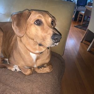 Meet your Posher, Roxie